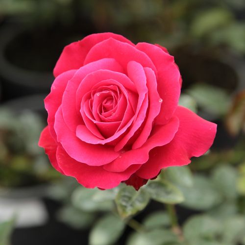 Rosa Zebrina™ - červená - Stromkové ruže,  kvety kvitnú v skupinkáchstromková ruža s kríkovitou tvarou koruny